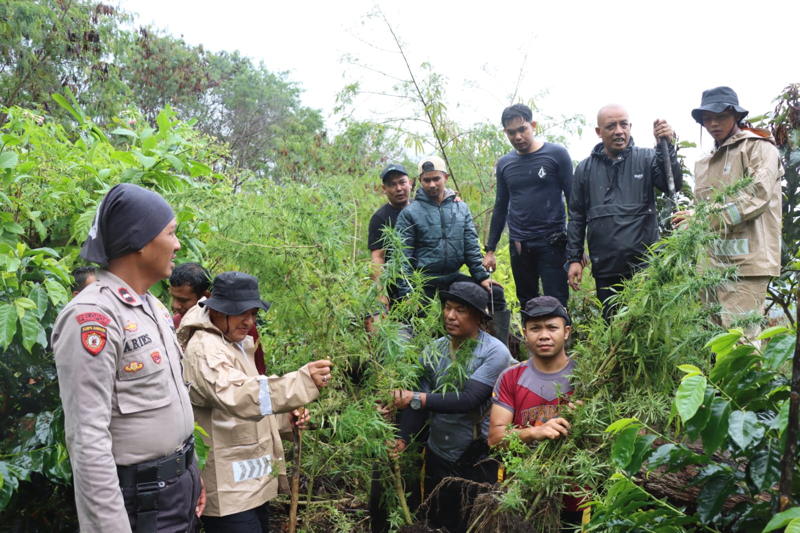 Polres Aceh Tengah Temukan Ladang Ganja 2 Ha