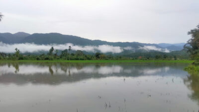 Direndam Banjir Luapan, Tanaman Padi Warga Abdya Terancam Gagal Panen Direndam Banjir Luapan, Tanaman Padi Warga Abdya Terancam Gagal Panen