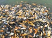 Ikan Tawar Mati Mendadak, Petani Di Agara Rugi Besar