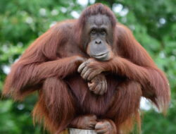 Save Orangutan