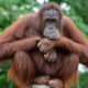 <strong><em>Save</em></strong><strong> Orangutan</strong>