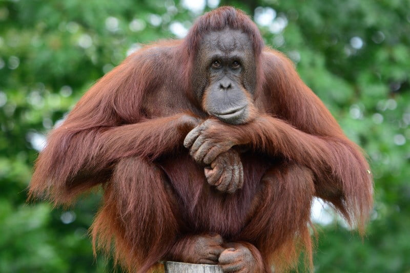 <strong><em>Save</em></strong><strong> Orangutan</strong>