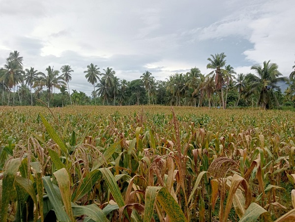 Potret Petani Milenial Madina