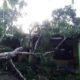 POHON TUMBANG: Pohon tumbang di atas bangunan rumah di Gampong Alue Dua, Ranto Peureulak, Aceh Timur, Minggu (16/10) sore. Waspada/Ist.