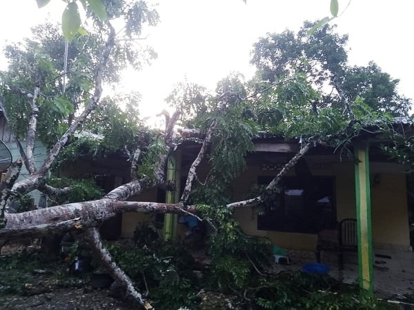 POHON TUMBANG: Pohon tumbang di atas bangunan rumah di Gampong Alue Dua, Ranto Peureulak, Aceh Timur, Minggu (16/10) sore. Waspada/Ist.