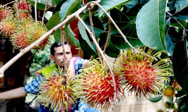 TMMD Ke-115 Kodim 0102/Pidie Bawa Berkah Untuk Petani Tiro