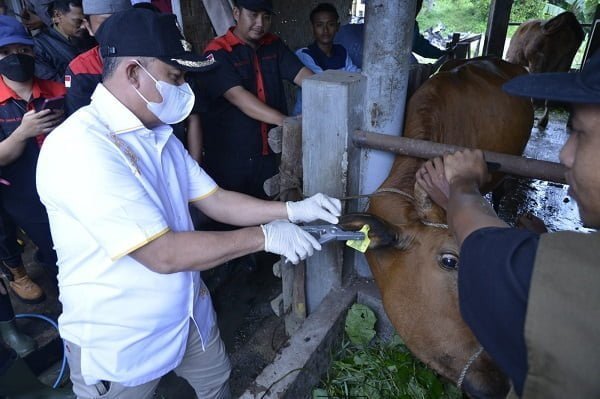 BUPATI Batubara Ir. H. Zahir, M.AP pada gebyar vaksinasi PMK hewan ternak sapi dan kerbau di Desa Mangkai Lama, Kecamatan Lima Puluh. Waspada/Iwan Has