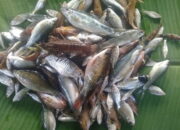 Ikan Segar Dari Aek Godang Batanggadis Gunungbarani