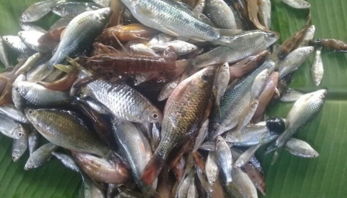 Ikan Segar Dari Aek Godang Batanggadis Gunungbarani