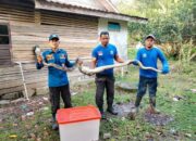 Piton Mangsa Ayam Warga