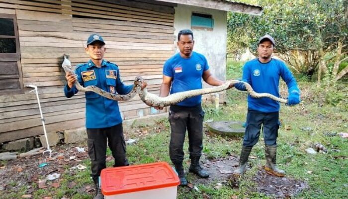 Piton Mangsa Ayam Warga