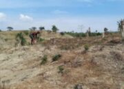 KPH Jawa:KHDPK Memulihkan Hutan Jawa