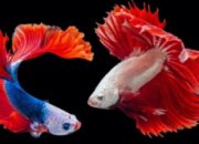 Menkop UKM: Singapura Ambil Untung Dari Ekspor Ikan Hias Asal Indonesia 