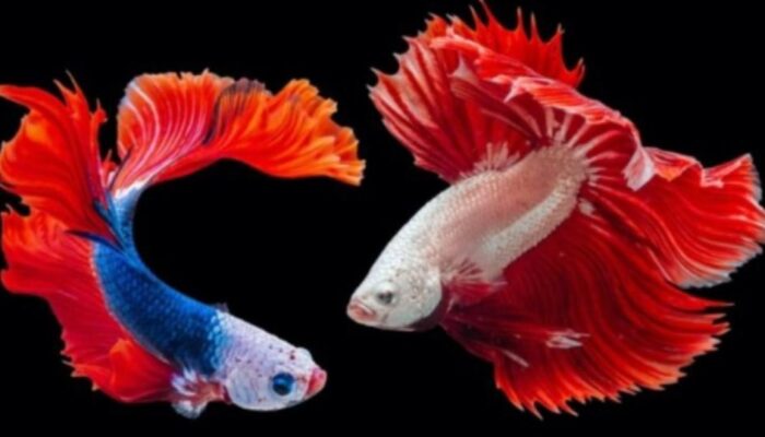 Menkop UKM: Singapura Ambil Untung Dari Ekspor Ikan Hias Asal Indonesia 