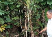 Mayat Pria Tanpa Identitas Ditemukan Di Lahan Kosong