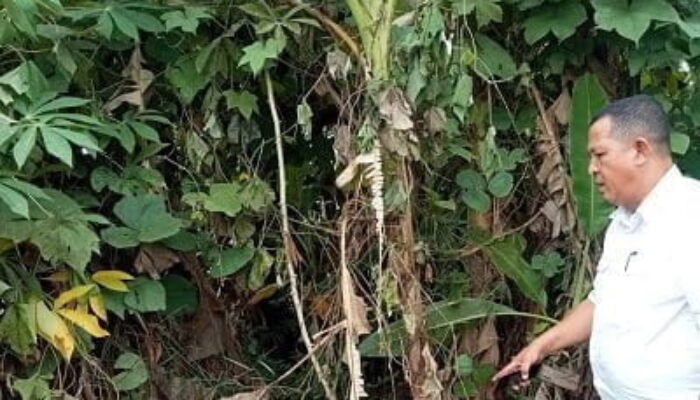 Mayat Pria Tanpa Identitas Ditemukan Di Lahan Kosong