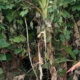 LOKASI temuan mayat pria tanpa identitas di lahan kosong kawasan Medan Sunggal, Rabu (26/10). Waspada/Ist