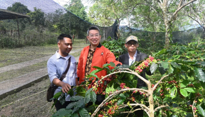 Buyer Singapura Tinjau Industri PDM Coffee, Bangun kerjasama Ekspor