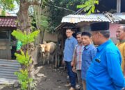 Anggota DPRK Serahkan Sapi Untuk khaduri Maulid