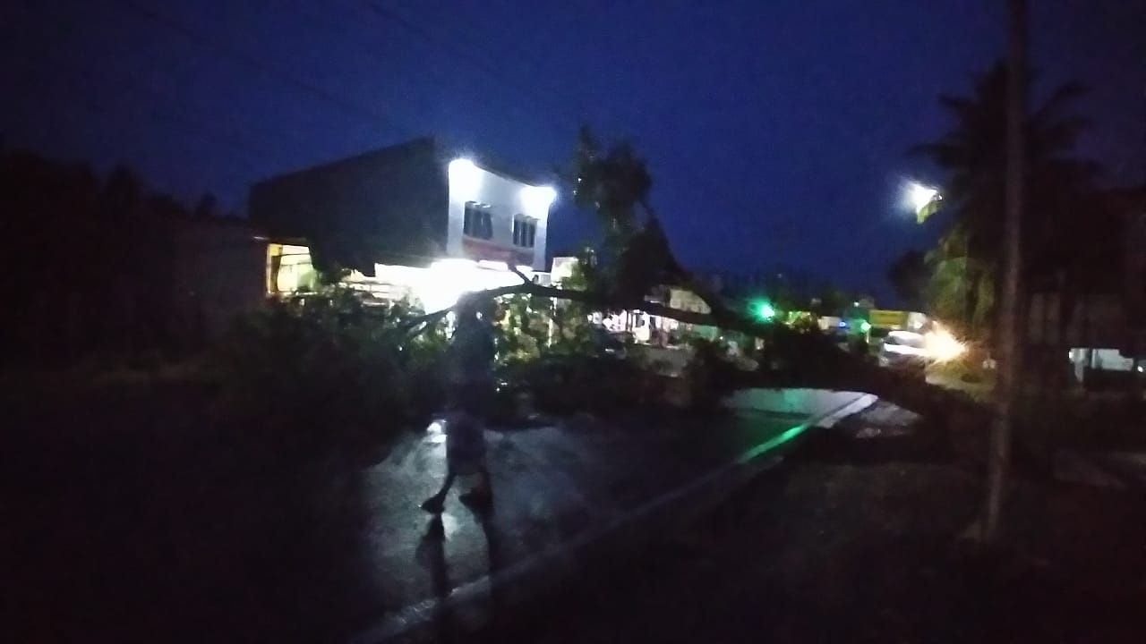 Di Aceh Barat Pohon Tumbang Ke Jalan, Ratusan Kendaraan Terjebak Macat