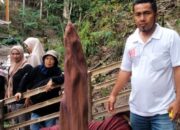 Warga Heboh, Bunga Bangkai Tumbuh Subur Di Pamatang Sidamanik