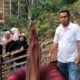 Warga Heboh, Bunga Bangkai Tumbuh Subur Di Pamatang Sidamanik