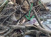 Diduga Mayat Tanpa Identitas Terapung Di Sungai