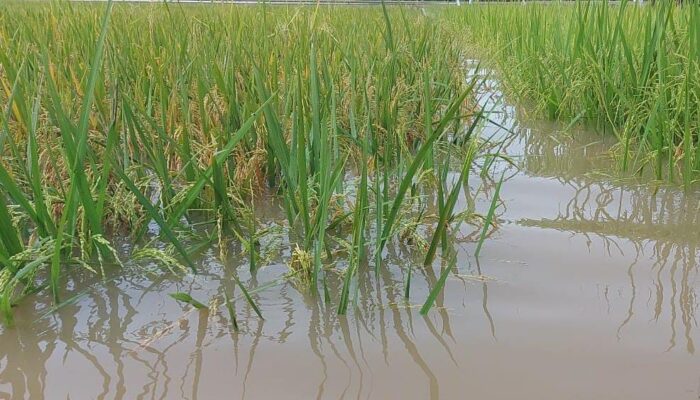 Banjir, Lebih 1.000 Hektar Tanaman Padi Terancam Gagal Panen