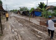 Jl. Rawe 1 Martubung Rusak Parah, Warga Tanam Pohon Pisang