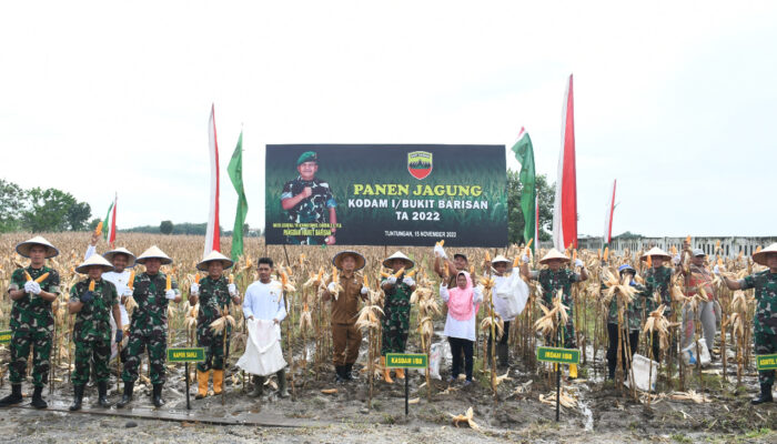 Kolaborasi Kodam I/BB Dan Santri Tani Panen Jagung Untuk Ketahanan Pangan