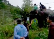 Tekan Konflik Gajah, Pemkab Pidie Akan Bangun Sanctuary