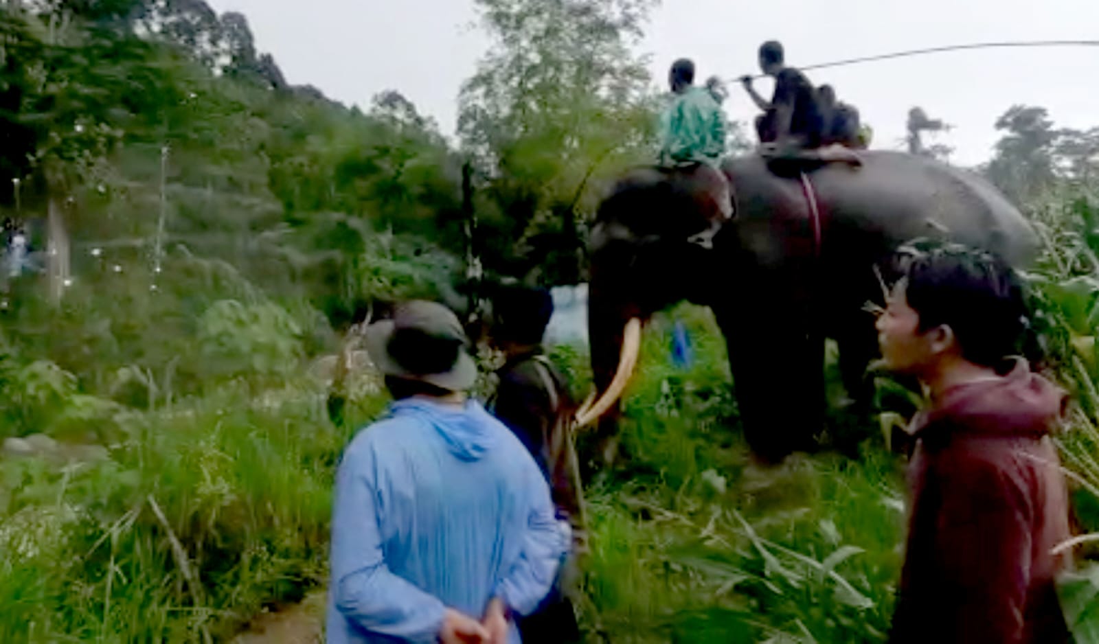 Tekan Konflik Gajah, Pemkab Pidie Akan Bangun Sanctuary