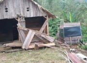 Gajah Liar Obrak-abrik Pemukiman Warga Aceh Tengah