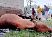 Pencurian Ternak Dengan Modus Diracun Resahkan Warga Bungie