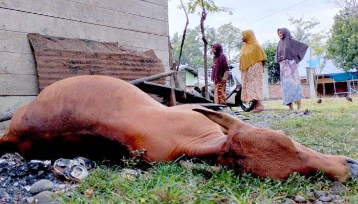 Pencurian Ternak Dengan Modus Diracun Resahkan Warga Bungie