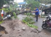 Bekas Galian Pipa Dibiarkan, Pohon Akasia Tumbang Nyaris Timpa Kantor Lurah Kenangan