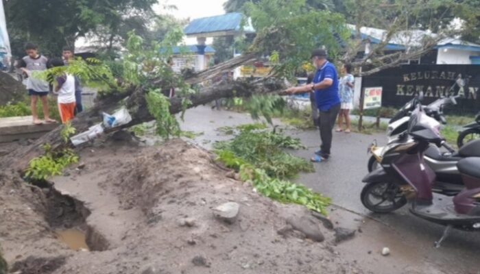 Bekas Galian Pipa Dibiarkan, Pohon Akasia Tumbang Nyaris Timpa Kantor Lurah Kenangan
