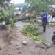 POHON Akasia yang tumbang di pinggir Jl. Garuda Raya Kelurahan Kenangan Perumnas Mandala Kecamatan Percut Seituan, Jumat (4/11) sore akibat angin kencang dan hujan lebat. Waspada/Andi Aria Tirtayasa