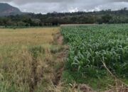 Lahan Persawahan Terus Menciut Di Dairi