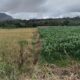 SALAH satu lokasi persawahan ditumbuhi jagung berdampingan dengan tanaman padi. Ini terdapat di Desa Bantunkerbo.Waspada/Natar Manalu