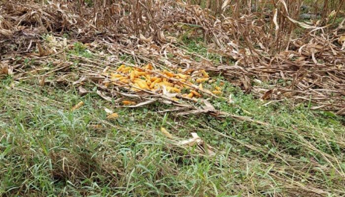 Dampak Banjir, 259 Ha Tanaman Petani Agara Terancam Gagal Panen