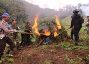 5 Ha Ladang Ganja Di Madina Dimusnahkan, 25 Ton Dibabat