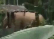 Kawanan Gajah Liar Ganggu Warga Tangse