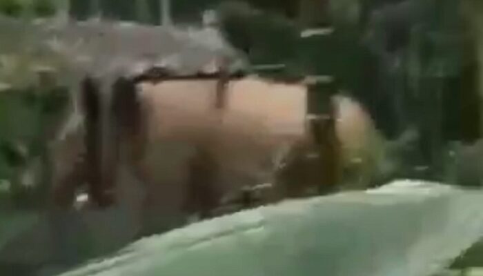 Kawanan Gajah Liar Ganggu Warga Tangse