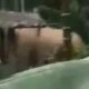 Satu ekor gajah liar terpantau sedang berjalan di dalam areal perkebunan warga di Gampong Alue Calong, Kecamatan Tangse, Kabupaten Pidie, Senin (14/11) pagi. Waspada/Muhammad Riza