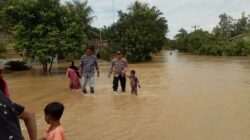 KAPOLSEK Besitang AKP Trisno Carlos Sihite bersama Kanit Intel Aiptu Leo S Surbakti mengevakuasi bocah dari arus banjir di Dusun Pantai Pulau. Waspada.id/Asrirrais