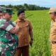Pj Bupati Abdya Darmansah, bersama unsur Forkopimkab, saat memastikan kematangan persiapan panen raya padi, di areal persawahan Lhueng Tarok, Kecamatan Blangpidie, Selasa (15/11). Waspada/Syafrizal