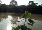 Banjir Hantam Tembok Penangkaran Buaya Hingga Roboh, Dikhawatirkan Buaya Lepas