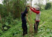 Halau Gajah, BKSDA – FKL Bangun 17 Pagar Kejut