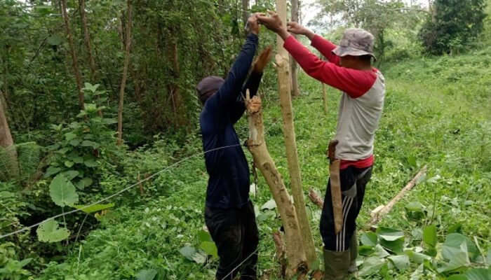 Halau Gajah, BKSDA – FKL Bangun 17 Pagar Kejut